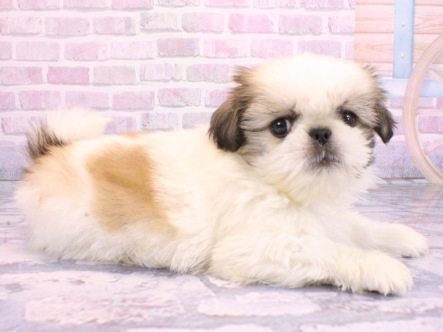 大阪府のペキシーズー/ペキズー(ペキニーズ×シーズー) (Coo&RIKU枚方店/2026年2月12日生まれ/男の子/ホワイトゴールド)の子犬の2枚目の画像