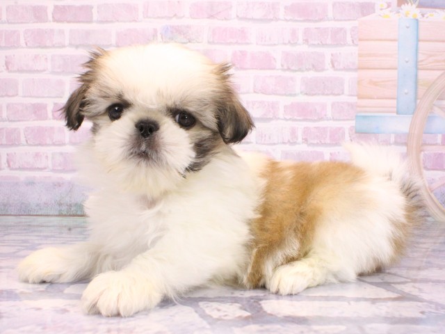 大阪府のペキシーズー/ペキズー(ペキニーズ×シーズー) (Coo&RIKU枚方店/2026年2月12日生まれ/男の子/ホワイトゴールド)の子犬の3枚目の画像