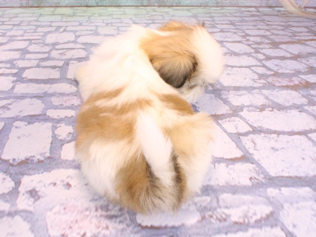 大阪府のペキシーズー/ペキズー(ペキニーズ×シーズー) (Coo&RIKU枚方店/2026年2月12日生まれ/男の子/ホワイトゴールド)の子犬の4枚目の画像