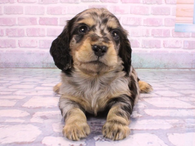 大阪府のミニチュアダックスフンド(ロング) (Coo&RIKU梅田店/2026年2月11日生まれ/男の子/シルバーダップル)の子犬