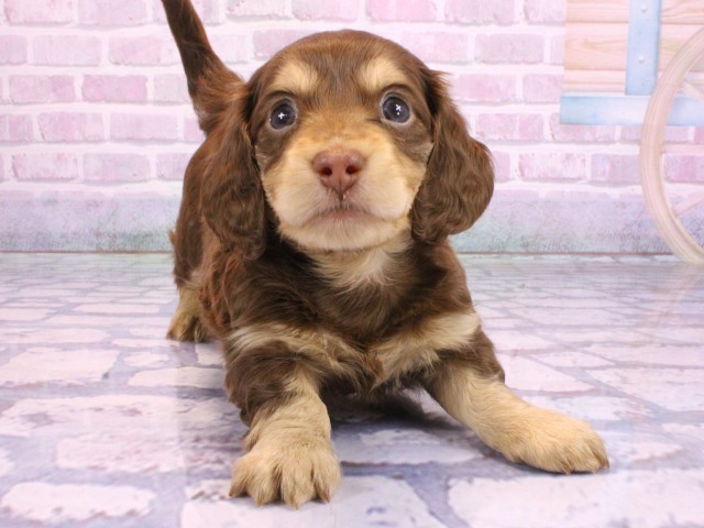 大阪府のミニチュアダックスフンド(ロング) (Coo&RIKU心斎橋店/2026年2月11日生まれ/男の子/ブラウンタン)の子犬