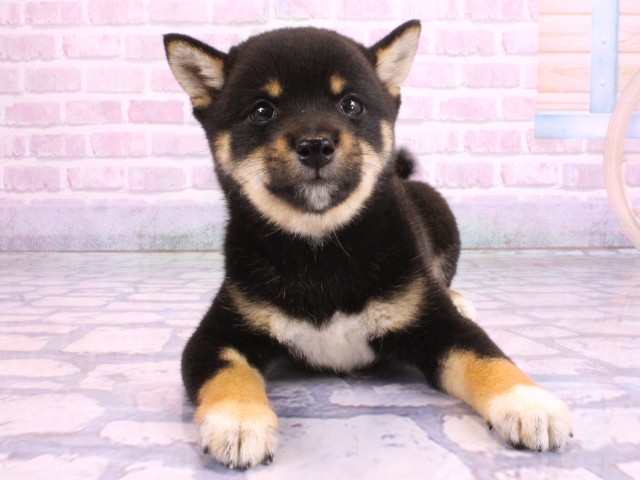 滋賀県の豆柴 (Coo&RIKUアヤハディオ水口店/2026年2月12日生まれ/女の子/黒)の子犬の1枚目の画像