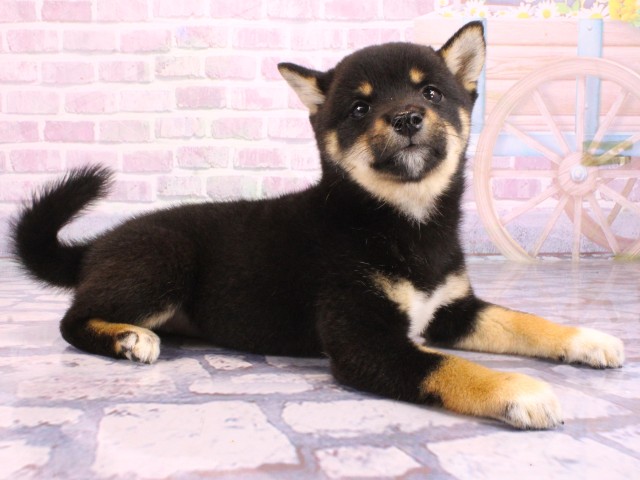 滋賀県の豆柴 (Coo&RIKUアヤハディオ水口店/2026年2月12日生まれ/女の子/黒)の子犬の2枚目の画像