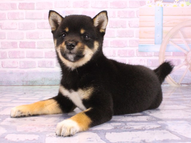 滋賀県の豆柴 (Coo&RIKUアヤハディオ水口店/2026年2月12日生まれ/女の子/黒)の子犬の3枚目の画像