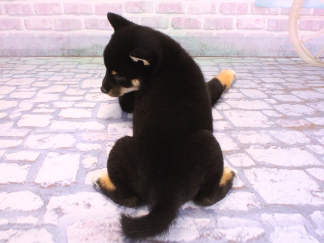 滋賀県の豆柴 (Coo&RIKUアヤハディオ水口店/2026年2月12日生まれ/女の子/黒)の子犬の4枚目の画像