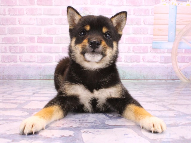 兵庫県の豆柴 (Coo&RIKU姫路店/2026年1月28日生まれ/男の子/黒)の子犬の1枚目の画像