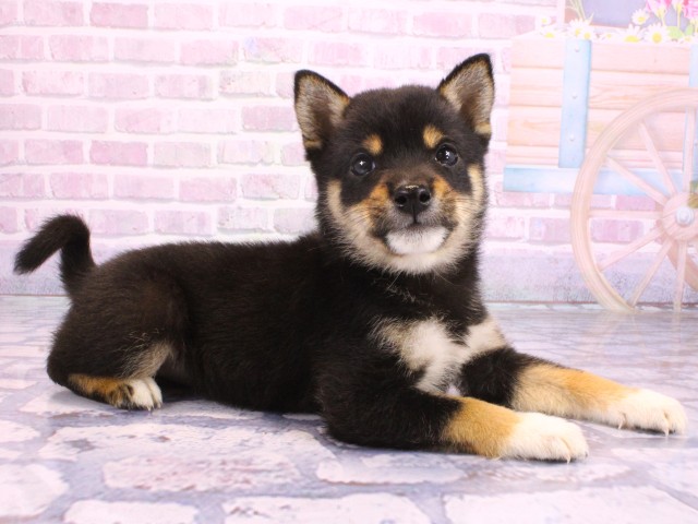 兵庫県の豆柴 (Coo&RIKU姫路店/2026年1月28日生まれ/男の子/黒)の子犬の2枚目の画像