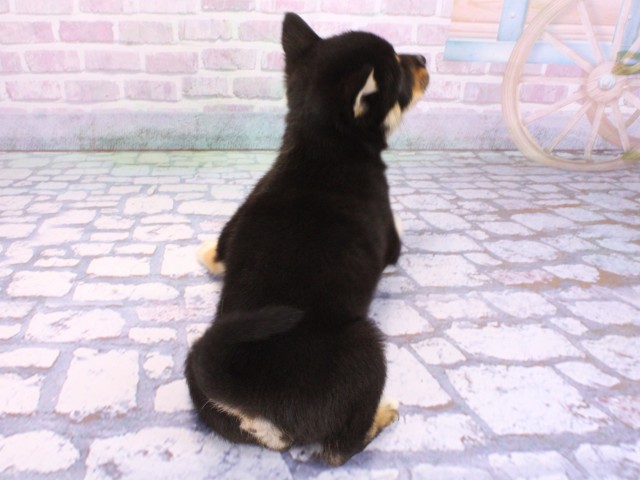 兵庫県の豆柴 (Coo&RIKU姫路店/2026年1月28日生まれ/男の子/黒)の子犬の4枚目の画像