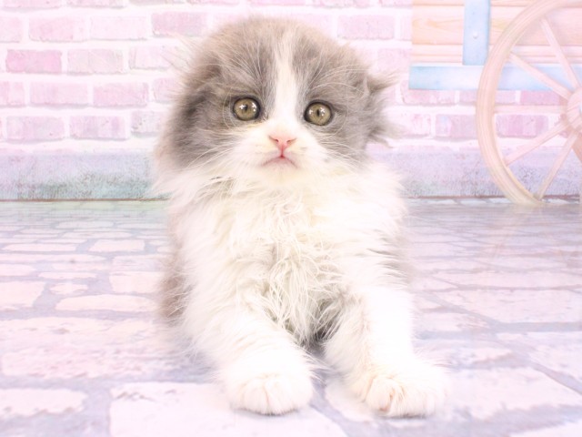 兵庫県のスコティッシュフォールド (Coo&RIKU神戸垂水店/2026年2月11日生まれ/女の子/ブルータビーホワイト)の子猫の1枚目の画像