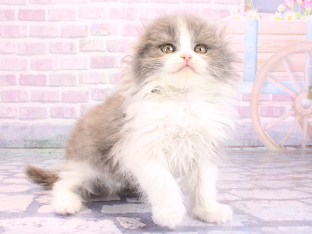 兵庫県のスコティッシュフォールド (Coo&RIKU神戸垂水店/2026年2月11日生まれ/女の子/ブルータビーホワイト)の子猫の2枚目の画像