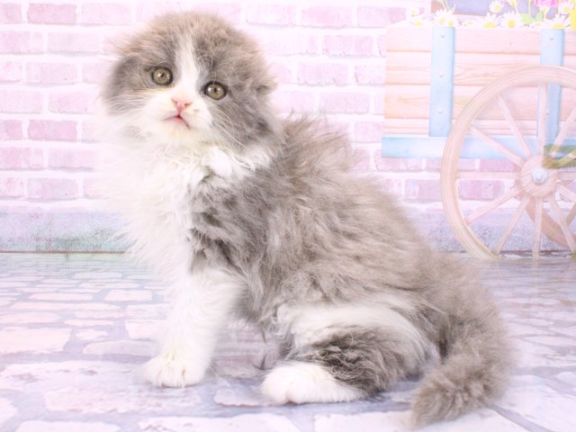兵庫県のスコティッシュフォールド (Coo&RIKU神戸垂水店/2026年2月11日生まれ/女の子/ブルータビーホワイト)の子猫の3枚目の画像