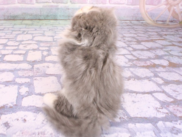 兵庫県のスコティッシュフォールド (Coo&RIKU神戸垂水店/2026年2月11日生まれ/女の子/ブルータビーホワイト)の子猫の4枚目の画像