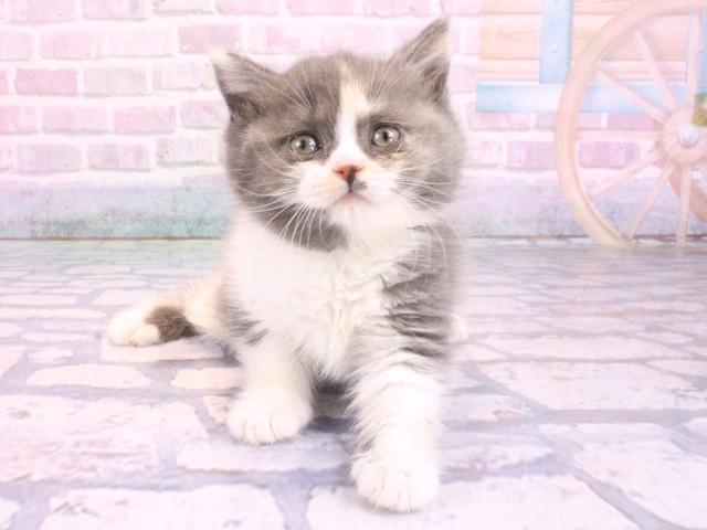 大阪府のスコティッシュフォールド (Coo&RIKU和泉店/2026年2月11日生まれ/女の子/ブルーパッチドタビーホワイト)の子猫