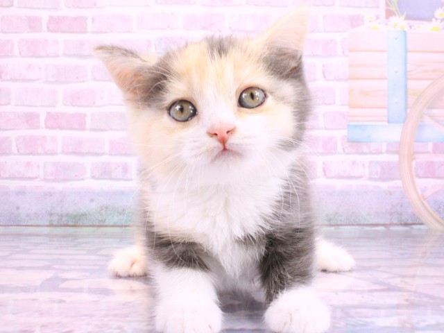 大阪府のスコティッシュフォールド (Coo&RIKU枚方店/2026年2月11日生まれ/女の子/ブルーパッチドタビーホワイト)の子猫