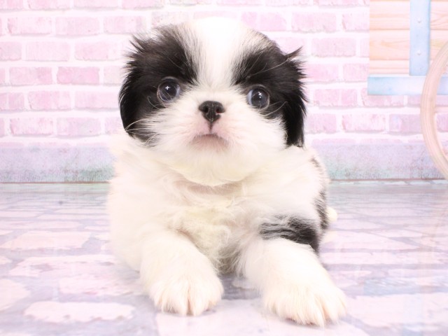 大阪府の狆 (Coo&RIKU心斎橋店/2026年2月11日生まれ/男の子/白黒)の子犬