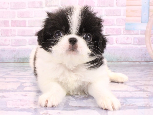 京都府の狆 (Coo&RIKU京都河原町店/2026年2月11日生まれ/女の子/白黒)の子犬の1枚目の画像