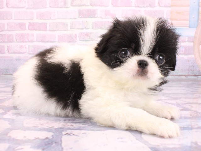 京都府の狆 (Coo&RIKU京都河原町店/2026年2月11日生まれ/女の子/白黒)の子犬の2枚目の画像