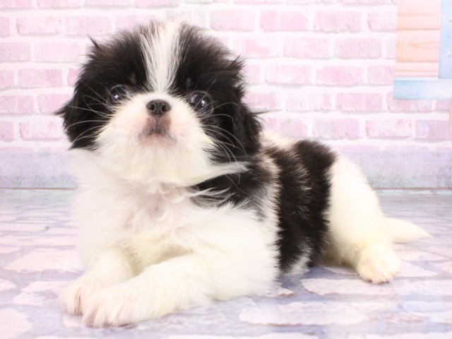 京都府の狆 (Coo&RIKU京都河原町店/2026年2月11日生まれ/女の子/白黒)の子犬の3枚目の画像