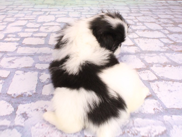 京都府の狆 (Coo&RIKU京都河原町店/2026年2月11日生まれ/女の子/白黒)の子犬の4枚目の画像