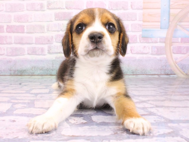 兵庫県のビーグル (Coo&RIKU姫路店/2026年2月11日生まれ/男の子/ハウンドカラー)の子犬の1枚目の画像