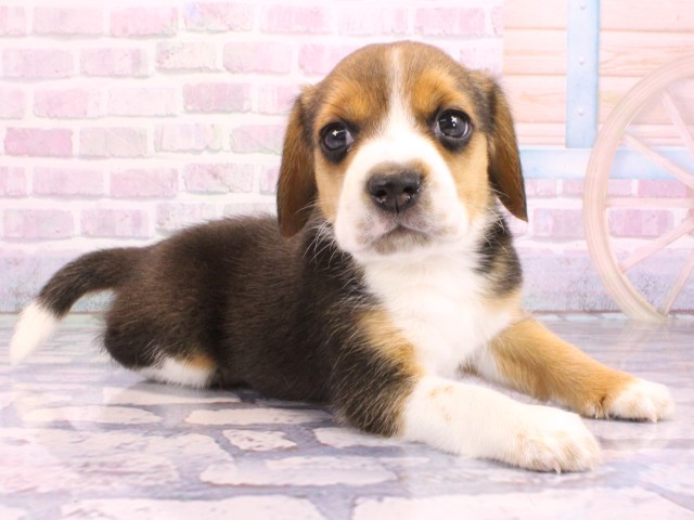 兵庫県のビーグル (Coo&RIKU姫路店/2026年2月11日生まれ/男の子/ハウンドカラー)の子犬の2枚目の画像