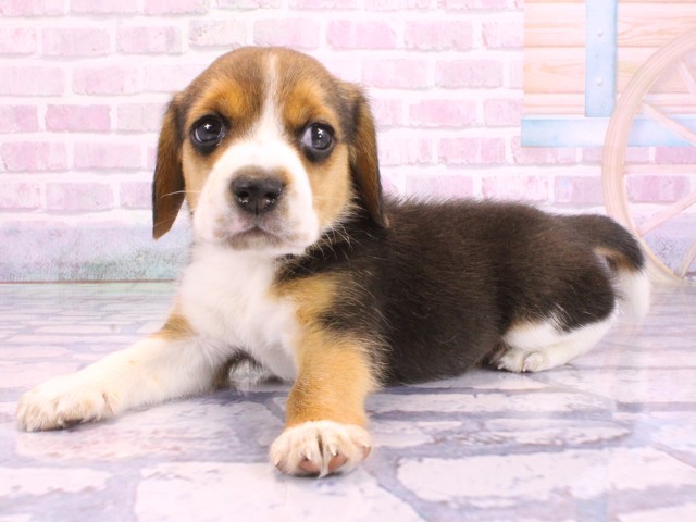兵庫県のビーグル (Coo&RIKU姫路店/2026年2月11日生まれ/男の子/ハウンドカラー)の子犬の3枚目の画像