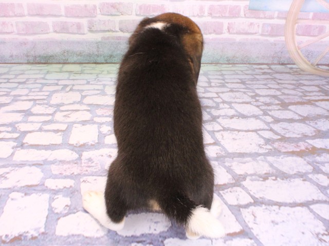 兵庫県のビーグル (Coo&RIKU姫路店/2026年2月11日生まれ/男の子/ハウンドカラー)の子犬の4枚目の画像