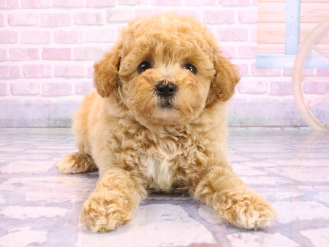 大阪府のトイプードル(トイ) (Coo&RIKU茶屋町店/2026年2月12日生まれ/女の子/ペールフォーン)の子犬