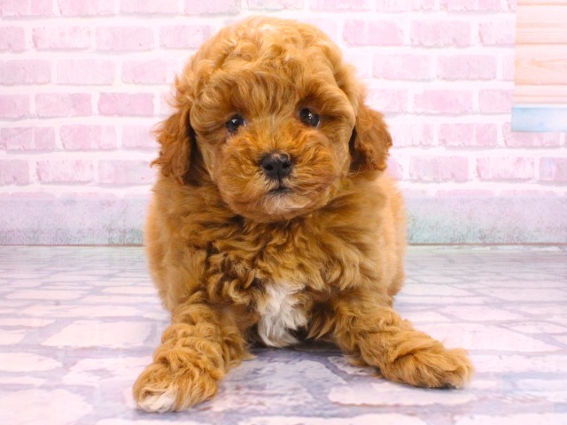 京都府のトイプードル(トイ) (Coo&RIKU京都河原町店/2026年2月12日生まれ/女の子/オレンジフォーン)の子犬の1枚目の画像