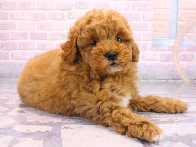 京都府のトイプードル(トイ) (Coo&RIKU京都河原町店/2026年2月12日生まれ/女の子/オレンジフォーン)の子犬の2枚目の画像