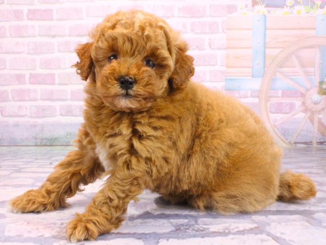 京都府のトイプードル(トイ) (Coo&RIKU京都河原町店/2026年2月12日生まれ/女の子/オレンジフォーン)の子犬の3枚目の画像