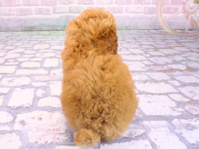 京都府のトイプードル(トイ) (Coo&RIKU京都河原町店/2026年2月12日生まれ/女の子/オレンジフォーン)の子犬の4枚目の画像