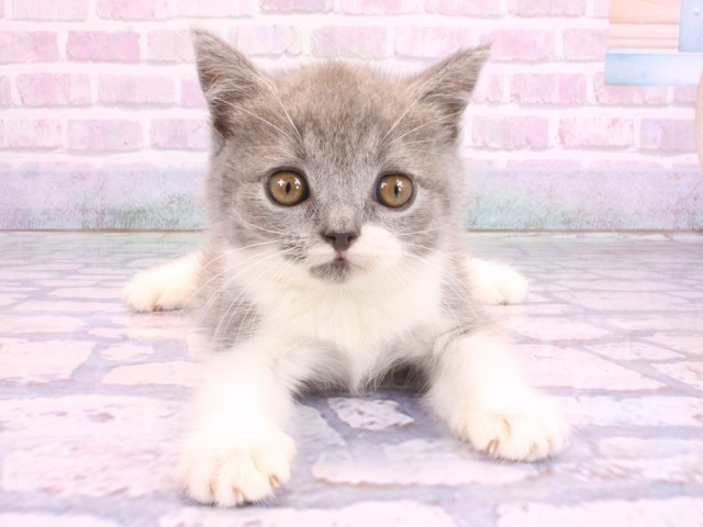 兵庫県のブリティッシュショートヘアー (Coo&RIKU神戸垂水店/2026年2月8日生まれ/女の子/ブルーホワイト)の子猫の1枚目の画像
