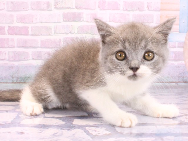兵庫県のブリティッシュショートヘアー (Coo&RIKU神戸垂水店/2026年2月8日生まれ/女の子/ブルーホワイト)の子猫の2枚目の画像