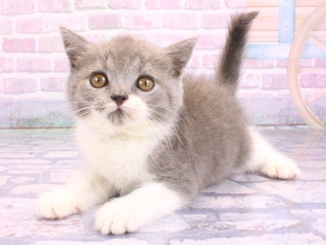 兵庫県のブリティッシュショートヘアー (Coo&RIKU神戸垂水店/2026年2月8日生まれ/女の子/ブルーホワイト)の子猫の3枚目の画像