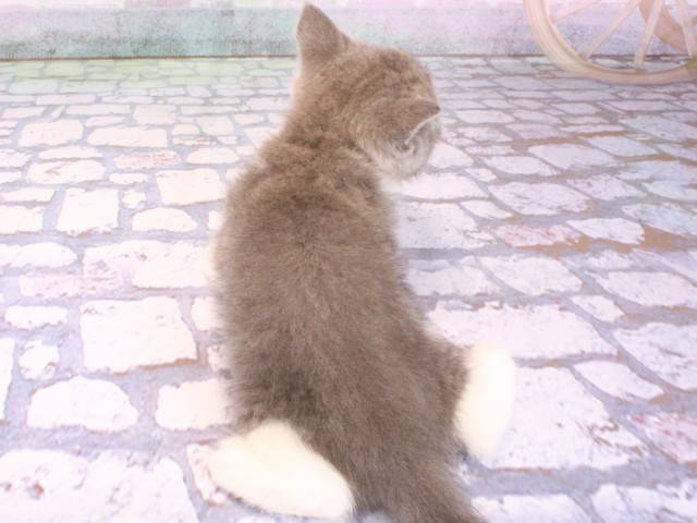 兵庫県のブリティッシュショートヘアー (Coo&RIKU神戸垂水店/2026年2月8日生まれ/女の子/ブルーホワイト)の子猫の4枚目の画像