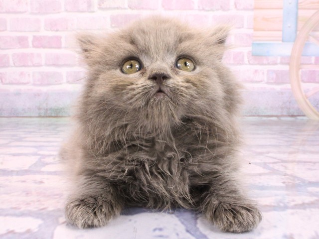 和歌山県のブリティッシュロングヘアー (Coo&RIKU和歌山店/2026年2月8日生まれ/女の子/ブルー)の子猫の1枚目の画像