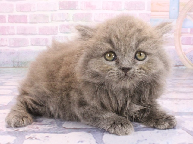 和歌山県のブリティッシュロングヘアー (Coo&RIKU和歌山店/2026年2月8日生まれ/女の子/ブルー)の子猫の2枚目の画像