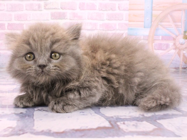 和歌山県のブリティッシュロングヘアー (Coo&RIKU和歌山店/2026年2月8日生まれ/女の子/ブルー)の子猫の3枚目の画像