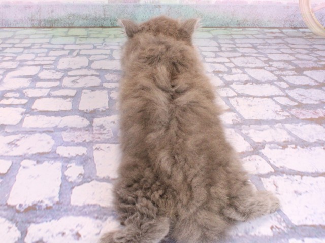 和歌山県のブリティッシュロングヘアー (Coo&RIKU和歌山店/2026年2月8日生まれ/女の子/ブルー)の子猫の4枚目の画像