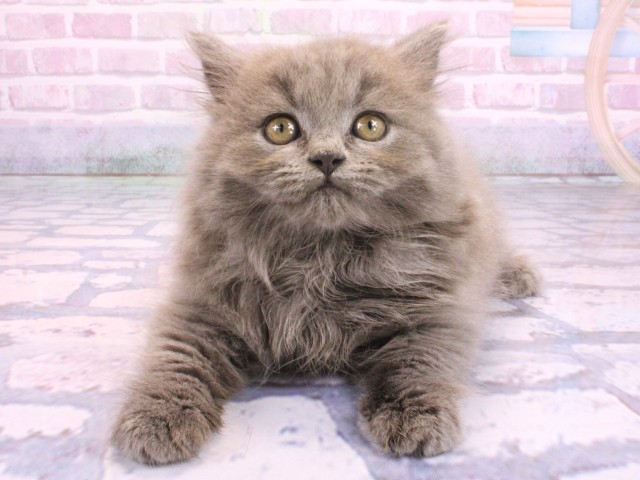京都府のブリティッシュロングヘアー (Coo&RIKU舞鶴店/2026年2月8日生まれ/女の子/ブルー)の子猫の1枚目の画像