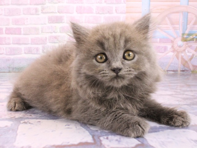 京都府のブリティッシュロングヘアー (Coo&RIKU舞鶴店/2026年2月8日生まれ/女の子/ブルー)の子猫の2枚目の画像