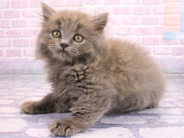 京都府のブリティッシュロングヘアー (Coo&RIKU舞鶴店/2026年2月8日生まれ/女の子/ブルー)の子猫の3枚目の画像