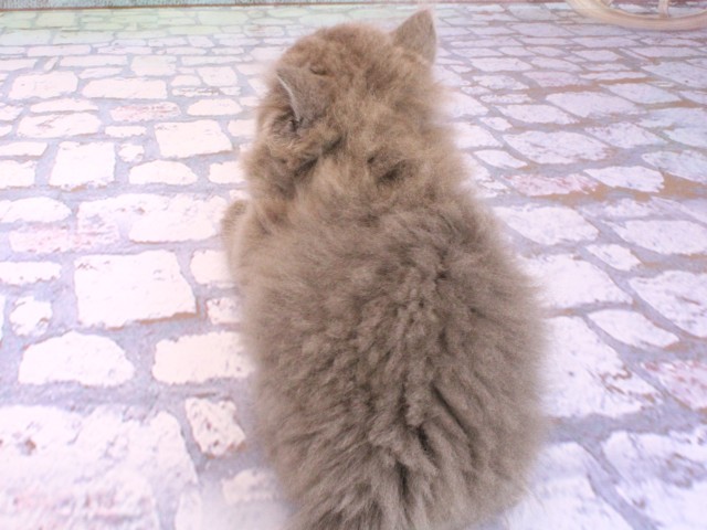 京都府のブリティッシュロングヘアー (Coo&RIKU舞鶴店/2026年2月8日生まれ/女の子/ブルー)の子猫の4枚目の画像