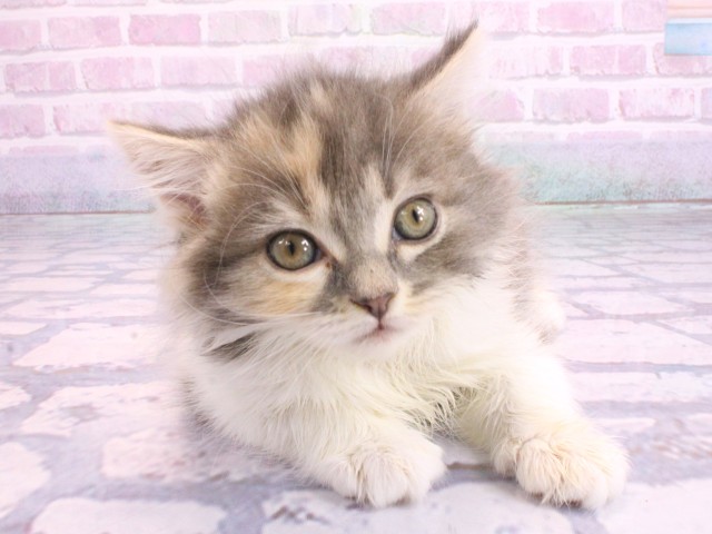 京都府のスコティッシュフォールド (Coo&RIKU舞鶴店/2026年2月10日生まれ/女の子/ダイリュートキャリコ)の子猫の1枚目の画像