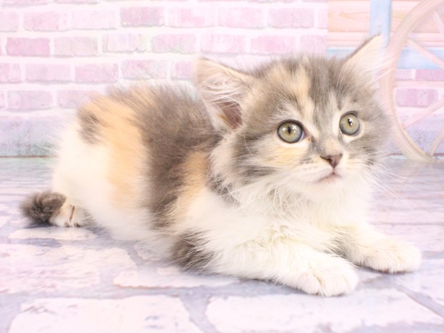 京都府のスコティッシュフォールド (Coo&RIKU舞鶴店/2026年2月10日生まれ/女の子/ダイリュートキャリコ)の子猫の2枚目の画像