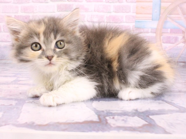 京都府のスコティッシュフォールド (Coo&RIKU舞鶴店/2026年2月10日生まれ/女の子/ダイリュートキャリコ)の子猫の3枚目の画像