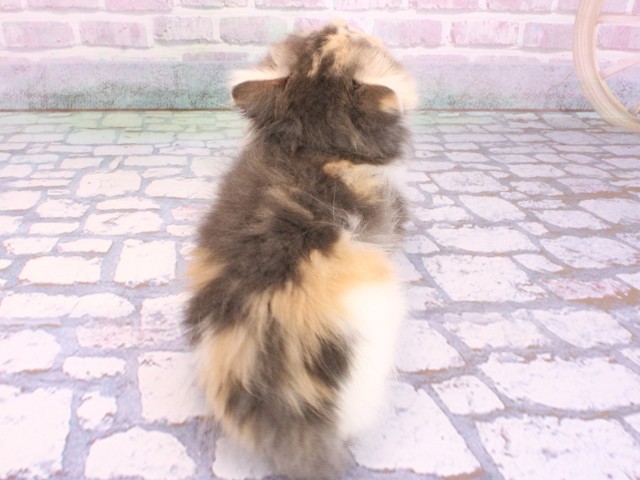 京都府のスコティッシュフォールド (Coo&RIKU舞鶴店/2026年2月10日生まれ/女の子/ダイリュートキャリコ)の子猫の4枚目の画像