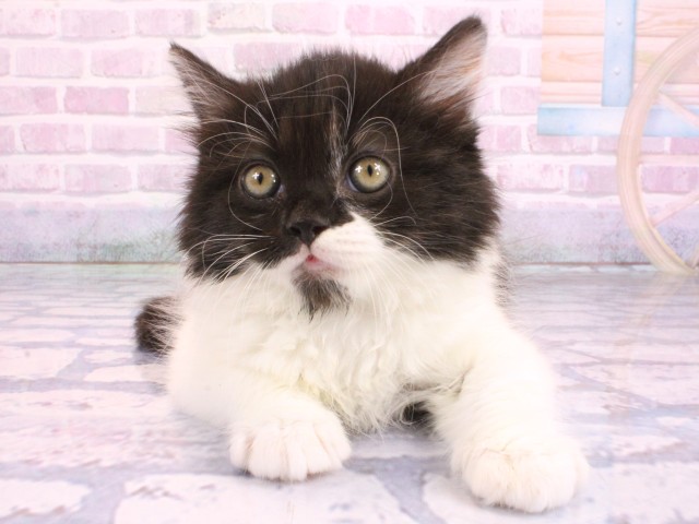 大阪府のスコティッシュフォールド (Coo&RIKU高槻店/2026年2月10日生まれ/男の子/ブラックホワイト)の子猫
