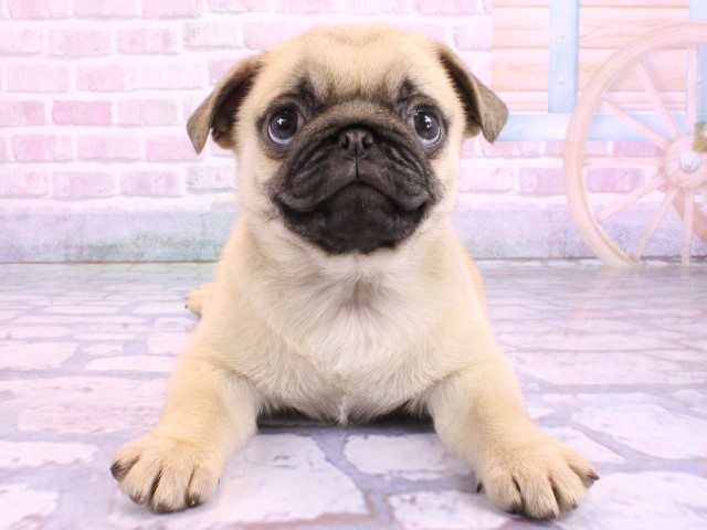 大阪府のパグ (Coo&RIKU枚方店/2026年2月10日生まれ/男の子/フォーン)の子犬